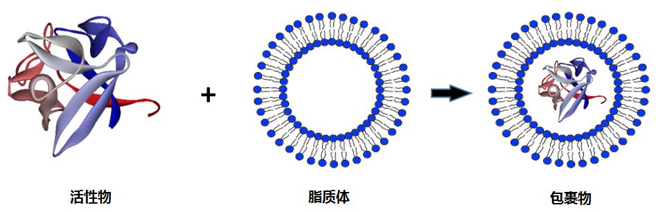 脂质体包裹及微乳化平台-肽源(广州)生物科技有限公司